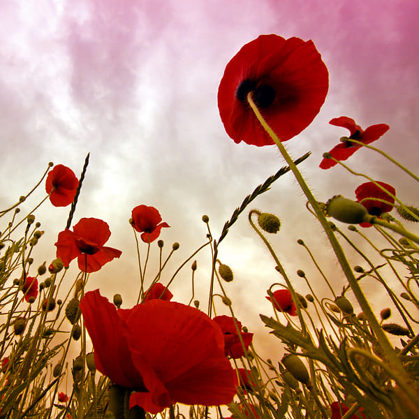 poppies by Kees Smans (keessmans) on 500px.com