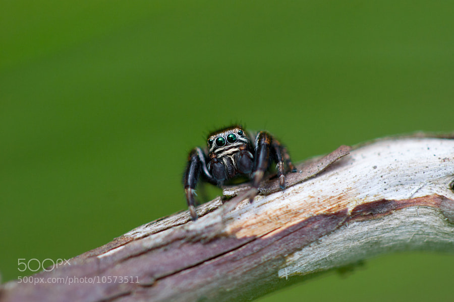 Heath Jumping Spider by Max Brown (max_wildlife) on 500px.com