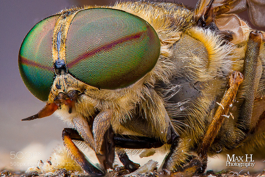 Horsefly Stacked by Max Habich (MaxHabich) on 500px.com