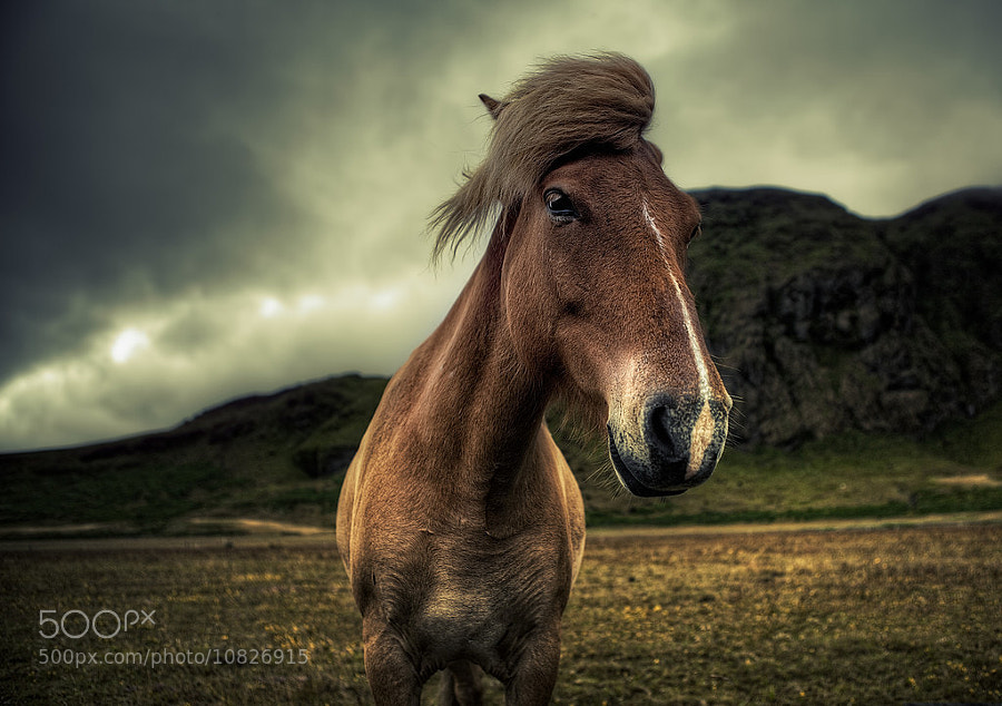 Icelandic Horse by Michael Murphy (murphyz) on 500px.com
