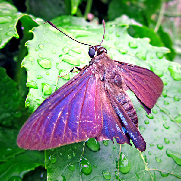 Purple Moth by Nikki Graham (NikkiGraham) on 500px.com