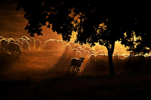 The Herd by Guy Cohen (guy_santos)) on 500px.com