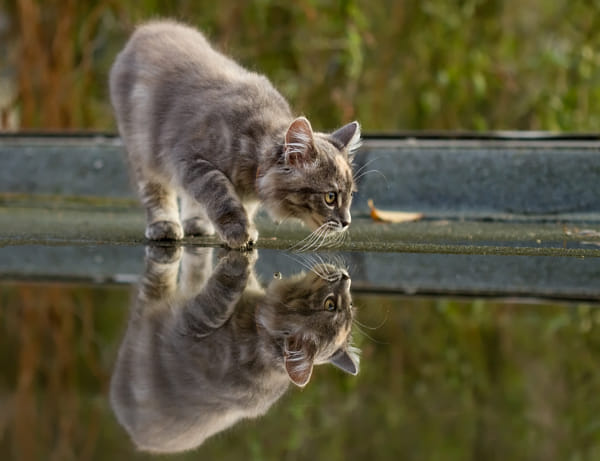 Cat on a Wet Tin Roof by Roeselien Raimond (RoeselienRaimond) on 500px.com