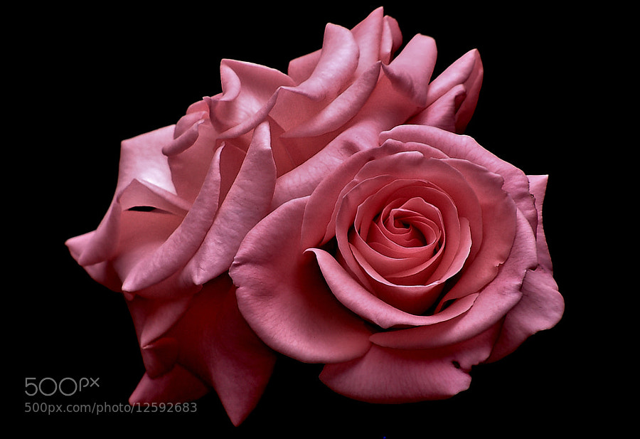 Mauve Roses by Nancy Andersen (Trinn)) on 500px.com