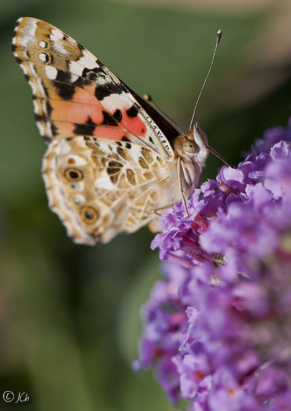 Butterfly (belle dame) by Johan (JCh photography) (JCh) on 500px.com