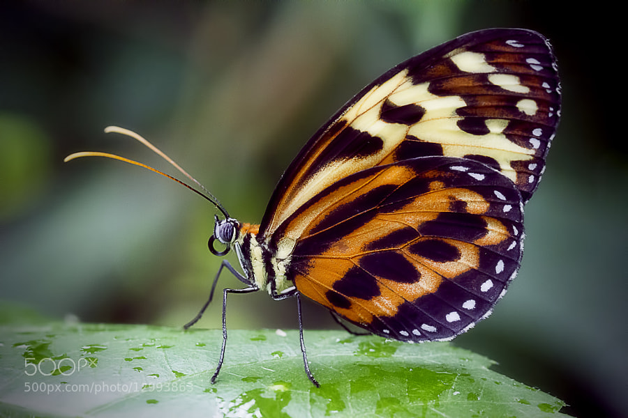 Portrait of a Butterfly by Wim Bolsens (mozzie)) on 500px.com