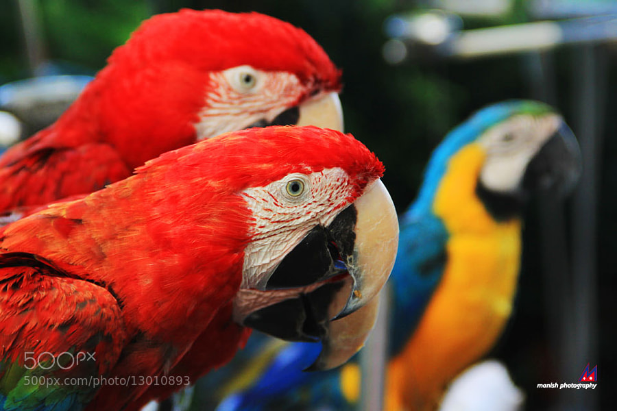 the four parrots by Manish Shakya (MrShakya)) on 500px.com