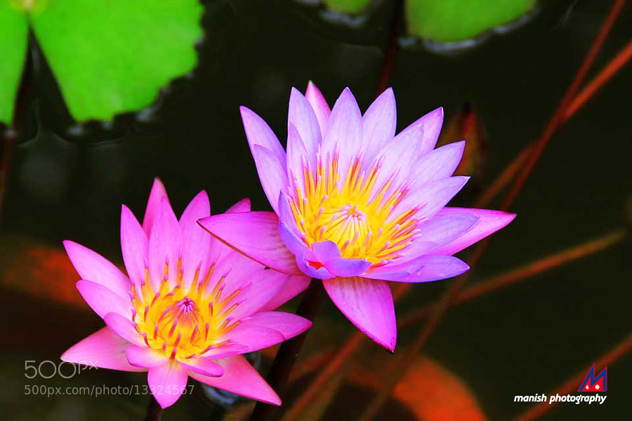 Natural Beauty by Manish Shakya (MrShakya)) on 500px.com