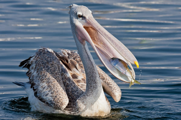 Pink-backed Pelican (Pelecanus rufecens) by Ali Alqudsi (Alqudsi)) on 500px.com