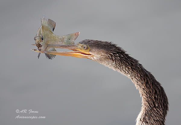 Got you !!!!! by Alfred Forns (AForns)) on 500px.com