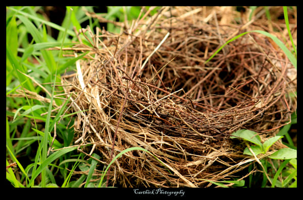 fallen nest