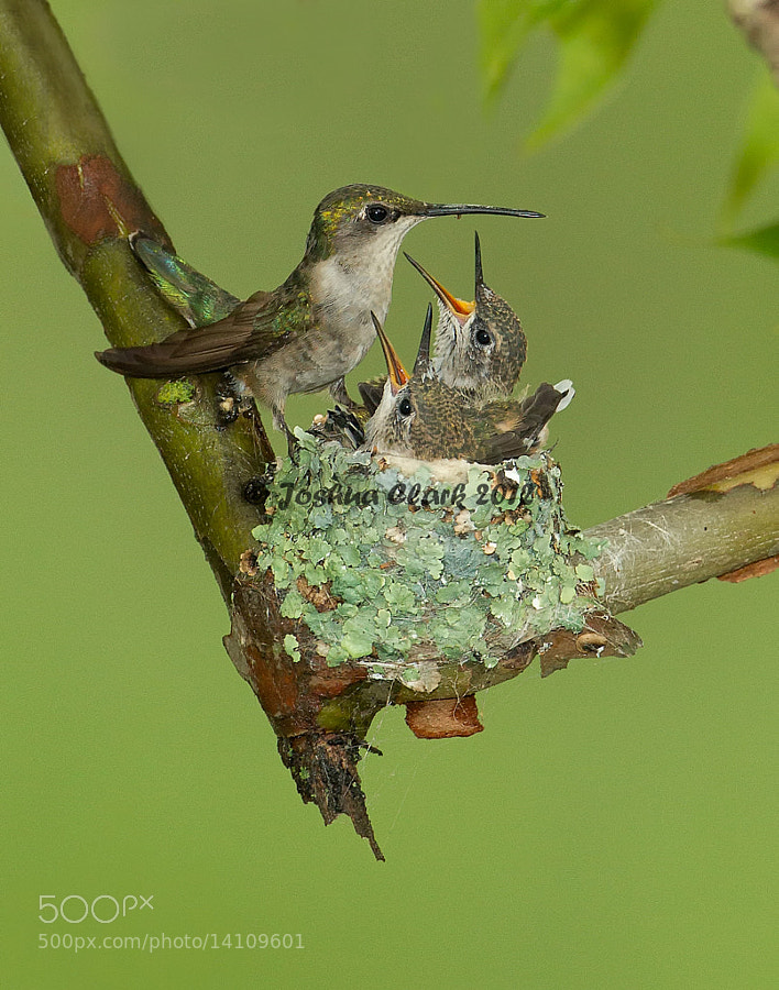 ruby throated hummingbird nest size: Photograph Ruby-Throated