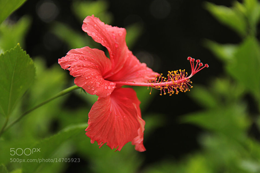 Hibiscus by Manish Shakya (MrShakya)) on 500px.com