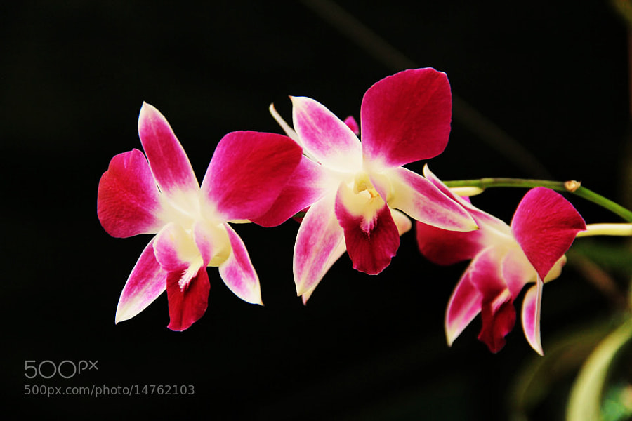 Flowers by Manish Shakya (MrShakya)) on 500px.com