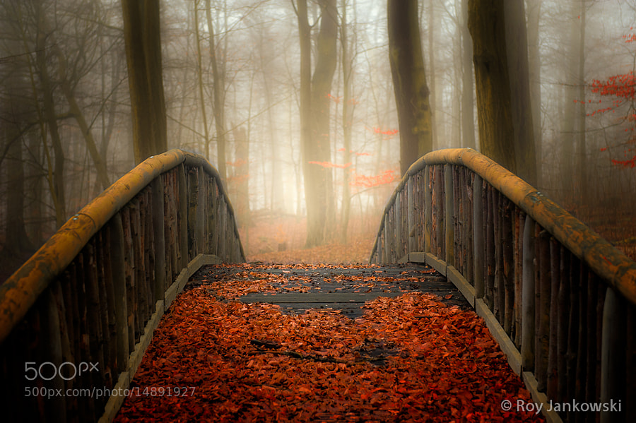 Welcome Autumn by Roy Jankowski on 500px.com