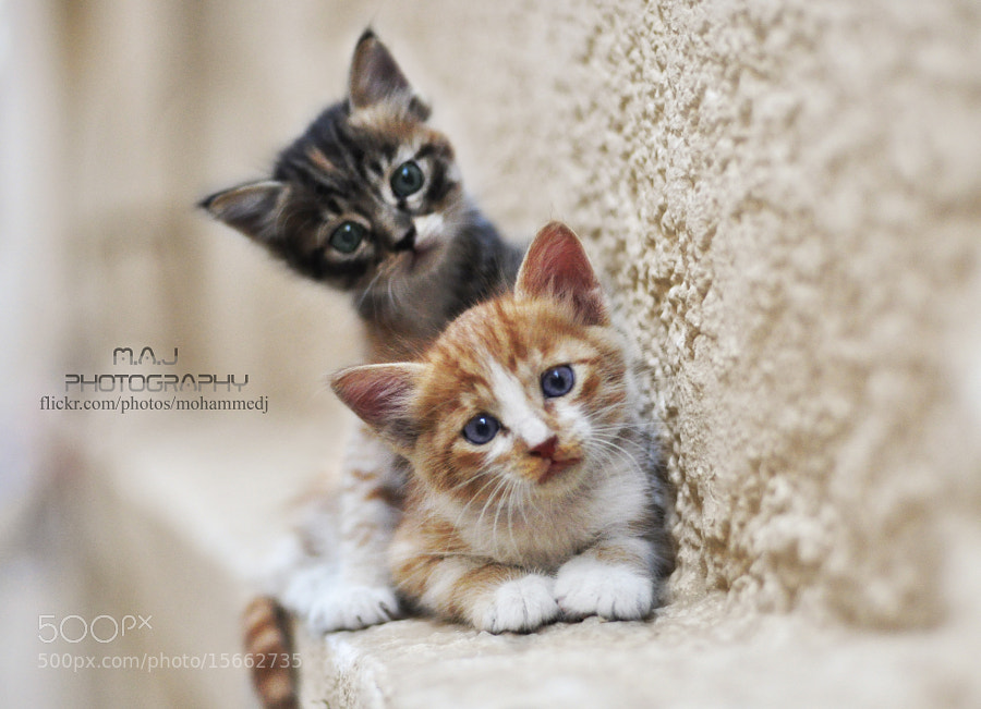Two cats - II by  Mohammed  Al-Jawi   (Mohammedj) on 500px.com