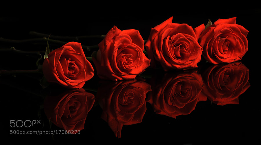 Red roses by Cristobal Garciaferro Rubio (CristobalGarciaferroRubio)) on 500px.com