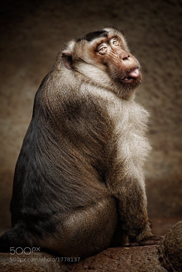 Southern pig-tailed macaque by Manuela Kulpa (erblicken) on 500px.com