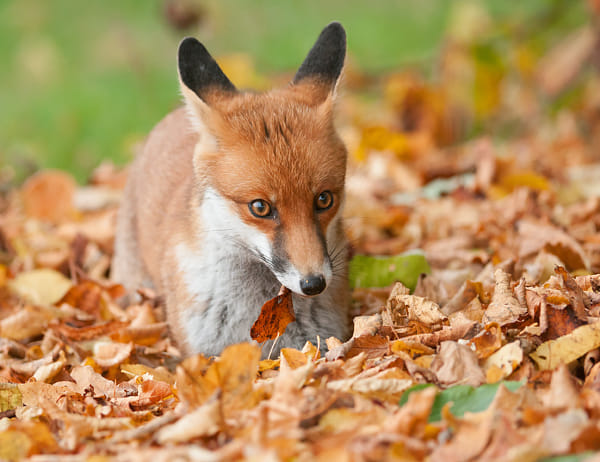 Young Red Fox by Oscar Dewhurst (OscarDewhurst)) on 500px.com