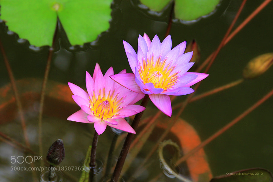 Beautiful Flowers by Manish Shakya (MrShakya)) on 500px.com