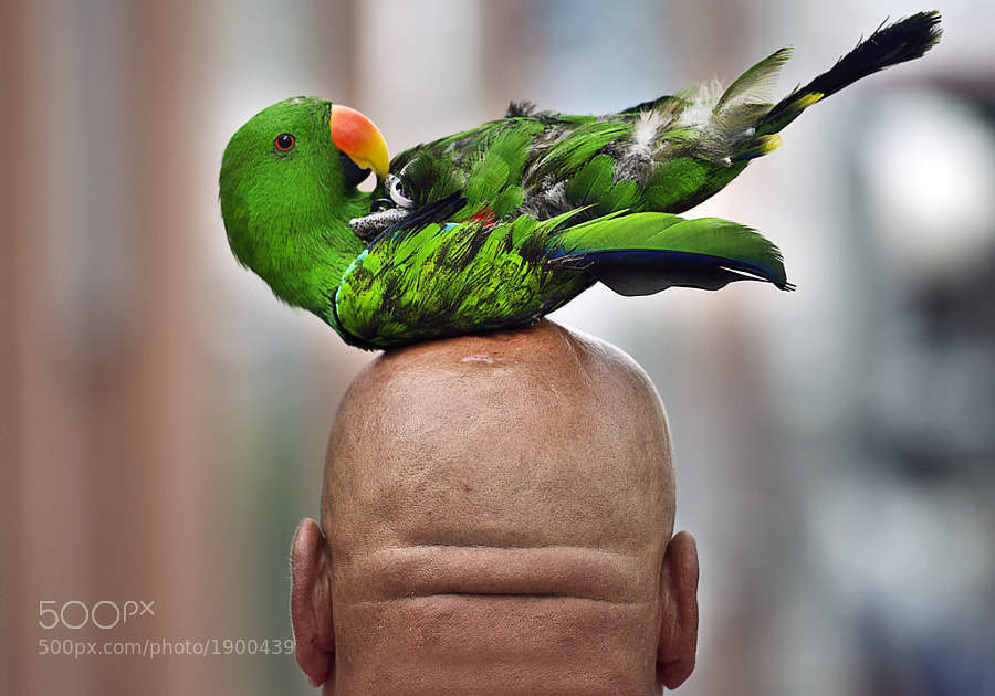 Parrothead by schlumbeb  on 500px.com