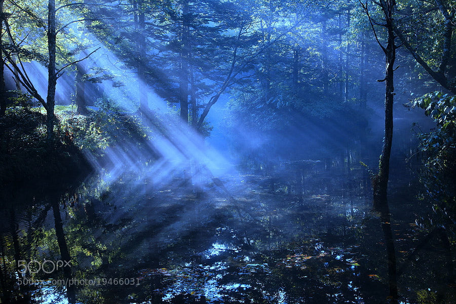 Fairy Forest by yume . (yume-)) on 500px.com