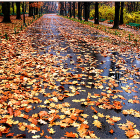 The end of autumn by Stefan Andronache (StefanAndronache)) on 500px.com
