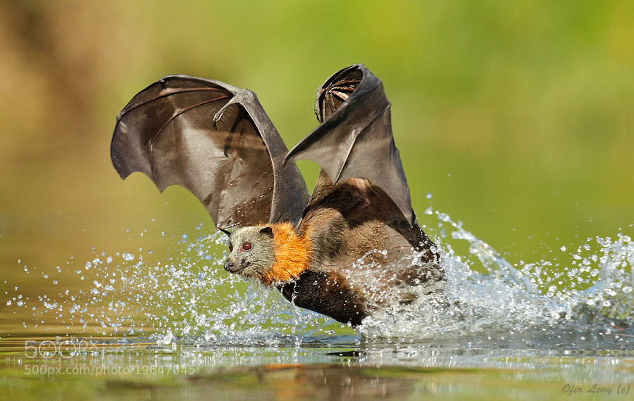 Flyby drinking... by Ofer Levy (OferLevy1)) on 500px.com