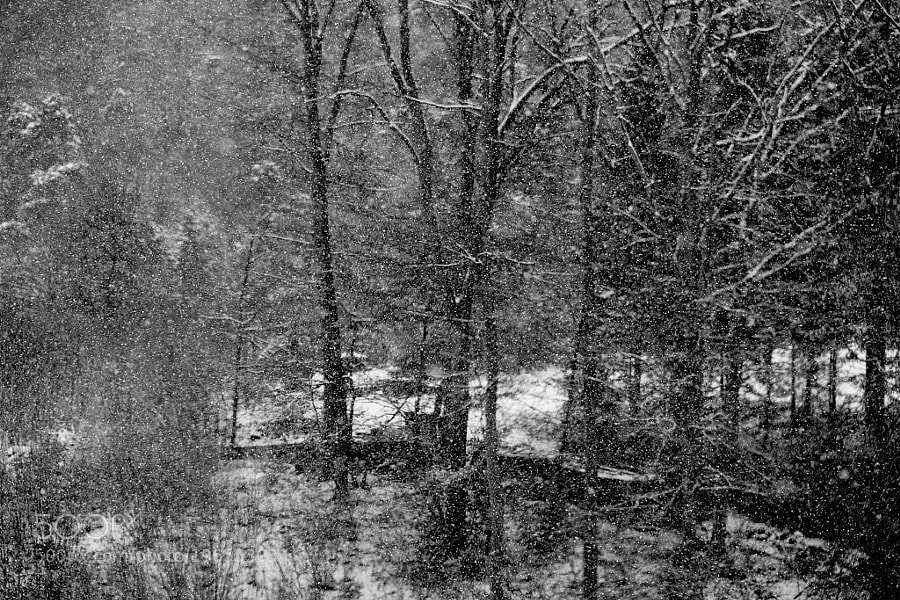 Winter is here by Daniel Puglisi (danielpuglisi)) on 500px.com