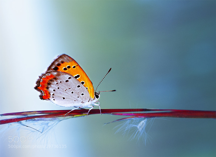 Butterfly by OKAWA โอ๋กะหว้า. somchai (som_chai_lugwa)) on 500px.com