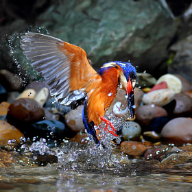 ~.Catching fish.~ by Phiphat Suwanmon (Phiphat_Suwanmon)) on 500px.com