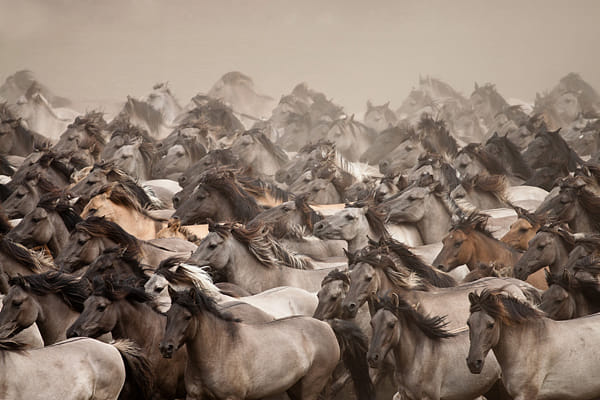 Wild Horses by Stefanie Lategahn (StefanieLategahn) on 500px.com