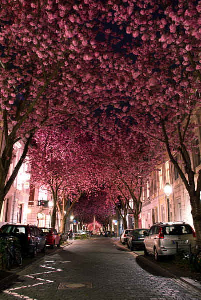 Cherry Blossom Avenue by Marcel Bednarz (madewithbeefstock) on 500px.com