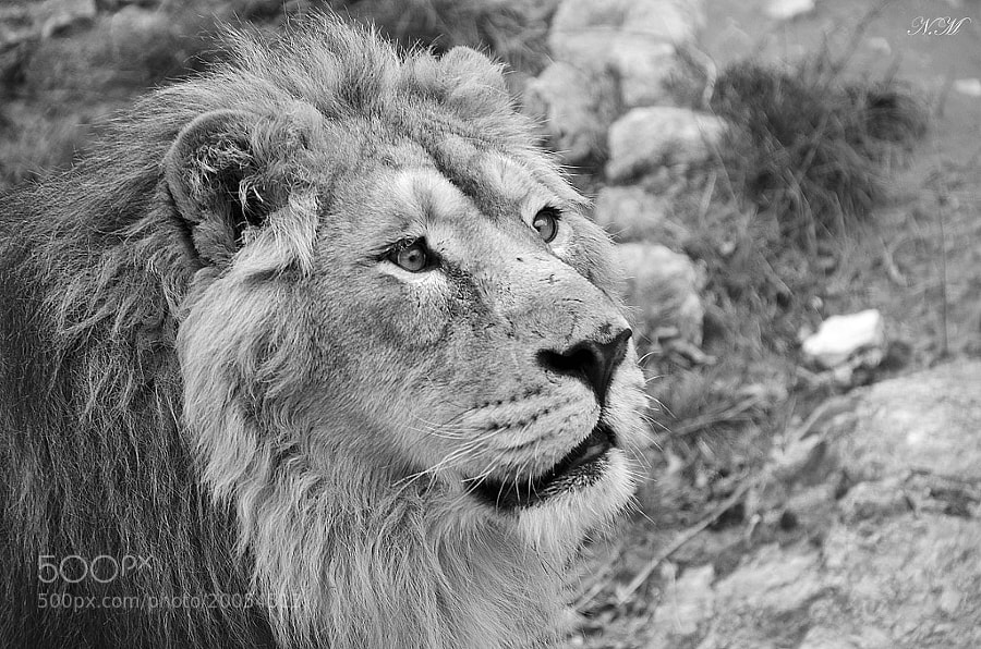 Lion by Nono M. (EventphotoProd)) on 500px.com