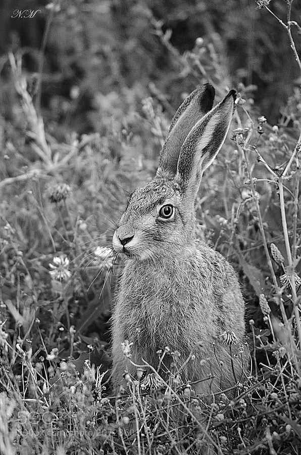 bunny by Nono M. (EventphotoProd)) on 500px.com