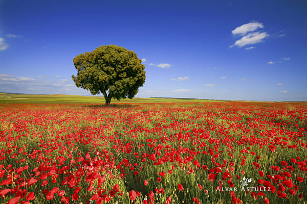 Spring in the fields by Alvar Astúlez (alvar_astulez) on 500px.com