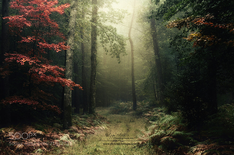 BROCELIANDE by Philippe MANGUIN (Philippe_manguin)) on 500px.com