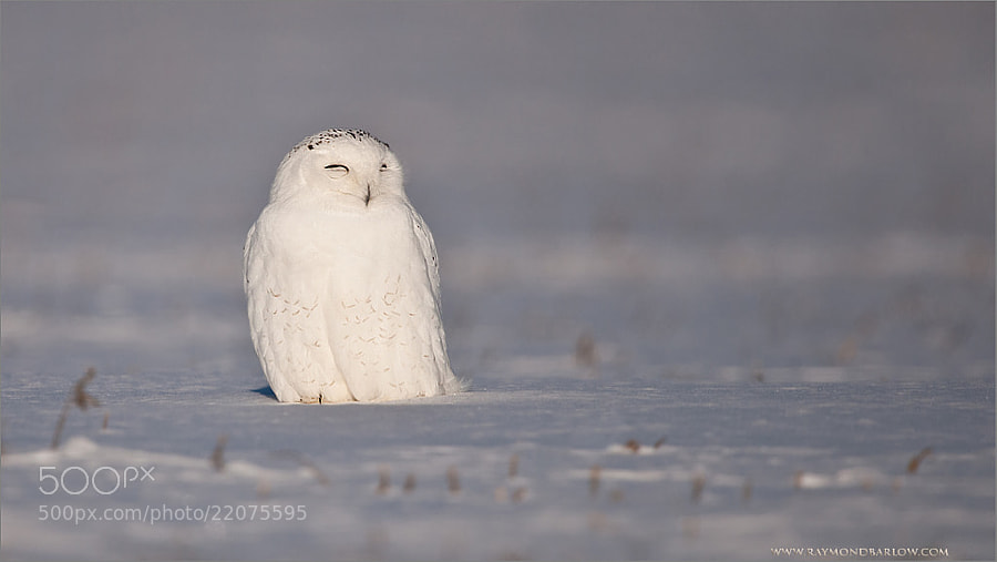 Snowy Owl  by Raymond Barlow (raymondbarlow)) on 500px.com