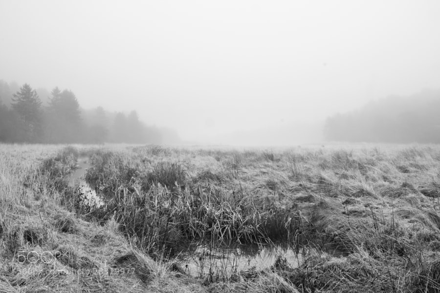 Fog on the field by Kristoffer  (fotokoffe)) on 500px.com