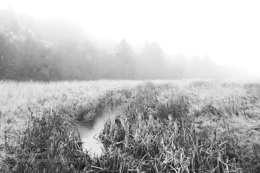 In a mystic fog I fumbles by Kristoffer  (fotokoffe)) on 500px.com