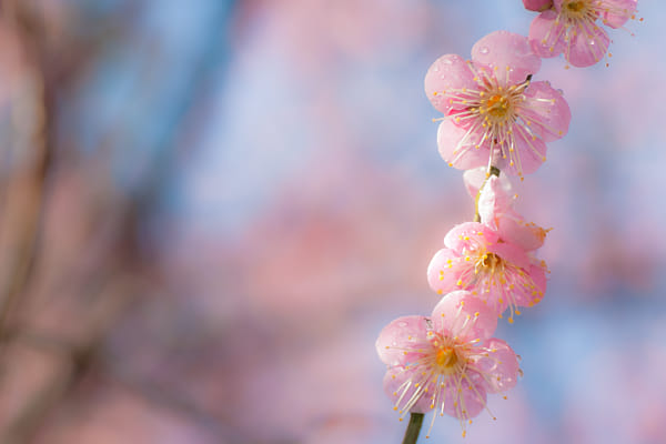 The flower of a plum by Sasaki Tomohiro (eyewearadviser)) on 500px.com