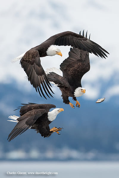 Bald eagles by Charles Glatzer (Chas)) on 500px.com