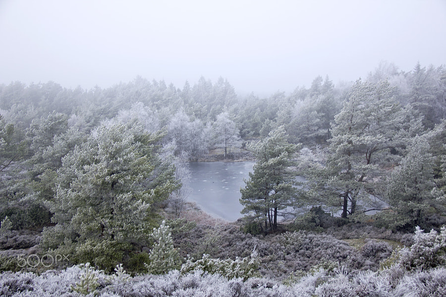 Frost and fog #3 by Kristoffer  (fotokoffe)) on 500px.com