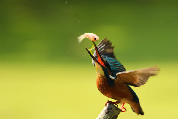 Common Kingfisher II by Boris Smokrovic (BorisSmokrovic)) on 500px.com