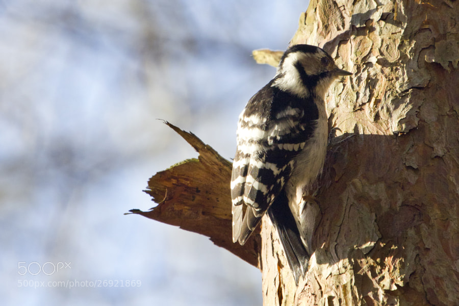 little woodpecker 1# by Kristoffer  (fotokoffe)) on 500px.com