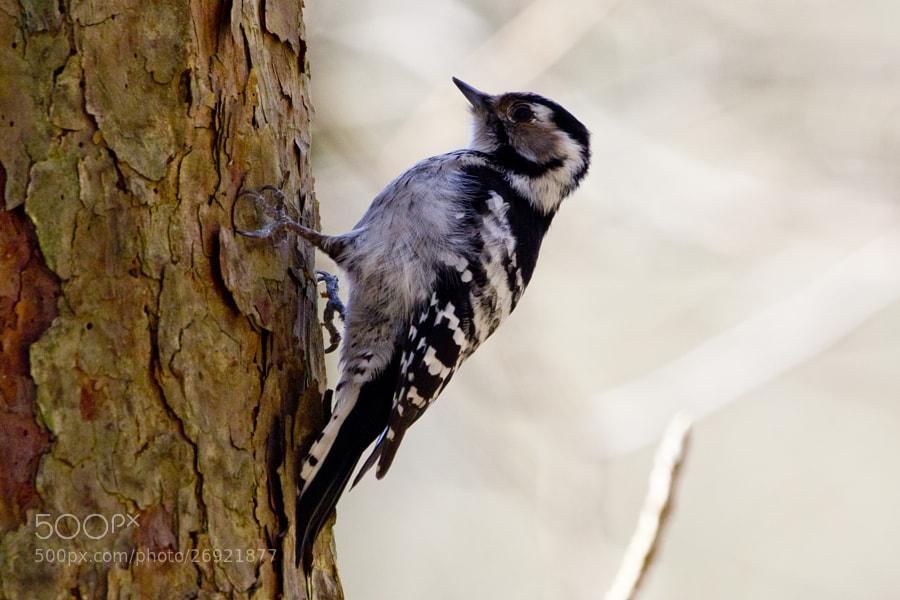 little woodpecker 4# by Kristoffer  (fotokoffe)) on 500px.com