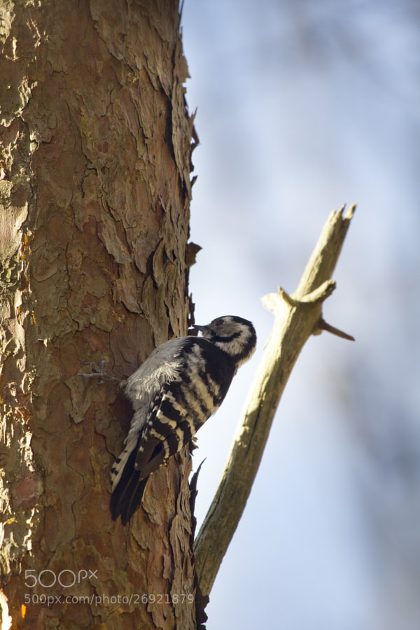 little woodpecker 3# by Kristoffer  (fotokoffe)) on 500px.com