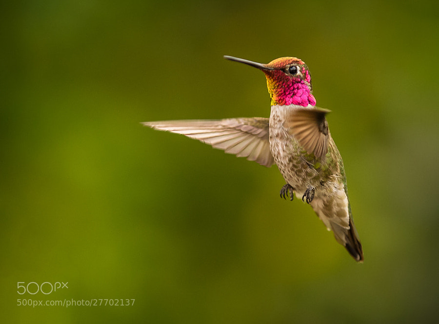 Photograph JB Hummingbird by Bruce Johnson on 500px