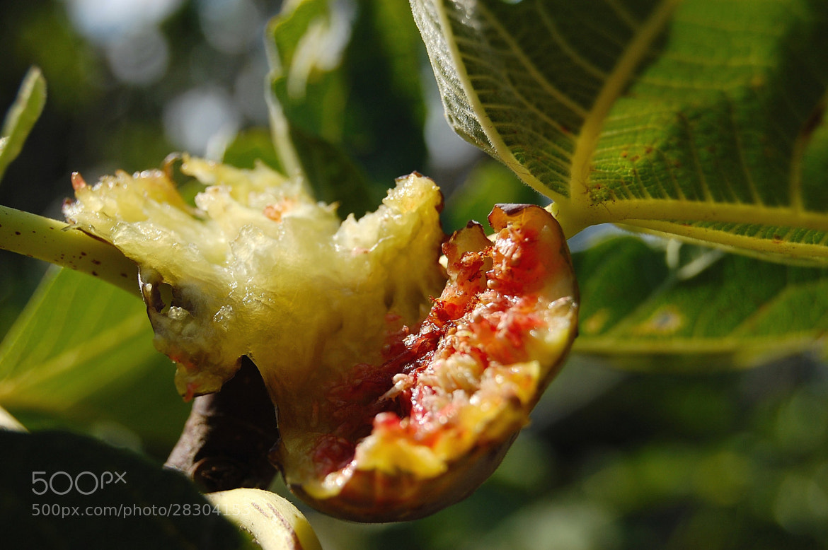 a fig, ready on the tree by Andrea Macherelli Bianchini (Andrea_Macherelli_Bianchini)) on 500px.com