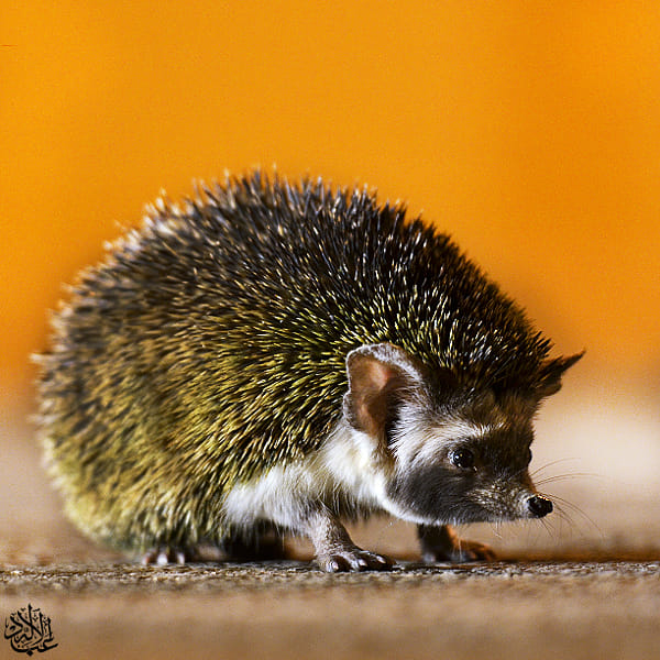 Hedgehog by Abduleelah Al-manea